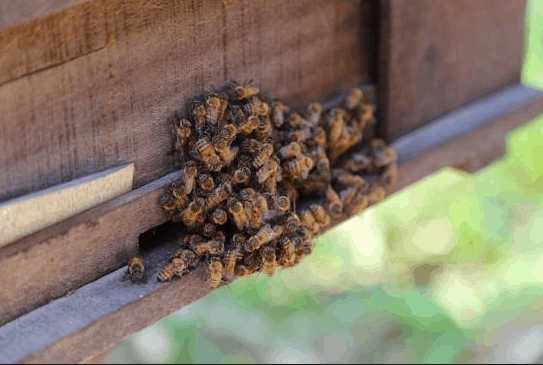 Khám phá khu nuôi ong tại Phú Quốc