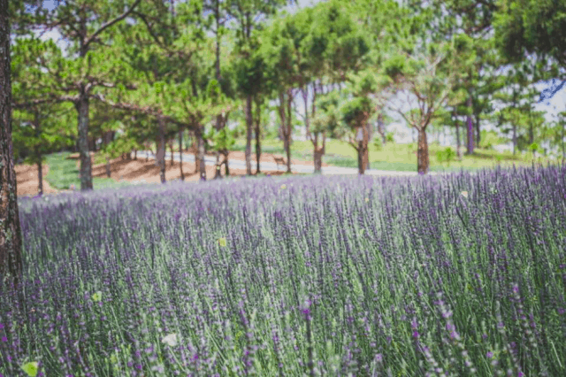 Cánh đồng hoa Lavender Đà Lạt Cánh đồng hoa Lavender Đà Lạt