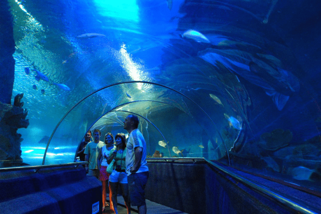 Du khách khám phá Thủy cung Vinpearl Land (Ảnh: Sưu tầm)