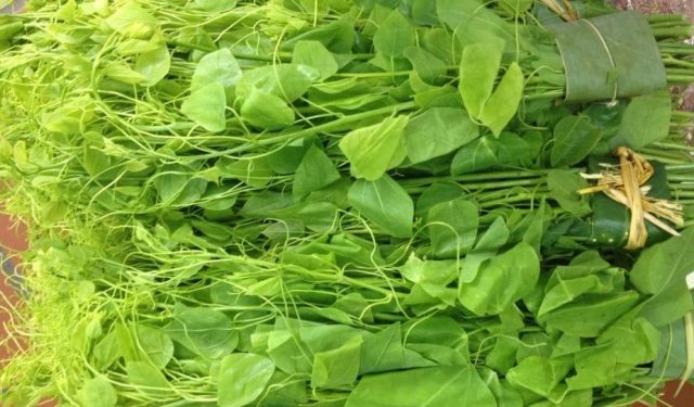 su su Tam Đảo2