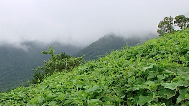 su su Tam Đảo