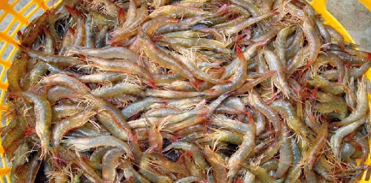tôm đất