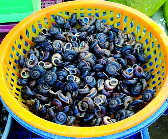 Ốc núi Tây Ninh - đặc sản Tây Ninh