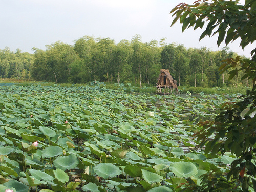 Đầm Long Ba Vì