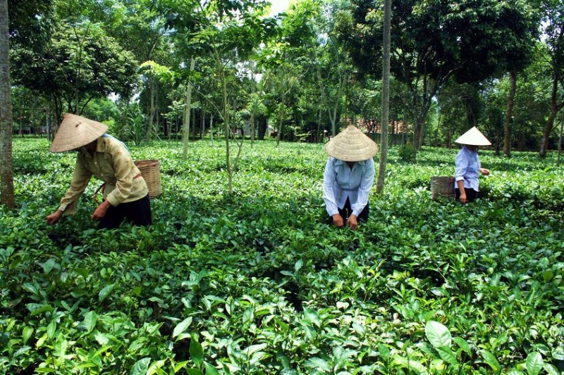 hái chè tại trại bò giống Ba Vì