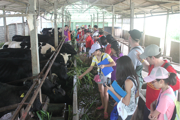 tham quan trại bò giống Ba Vì