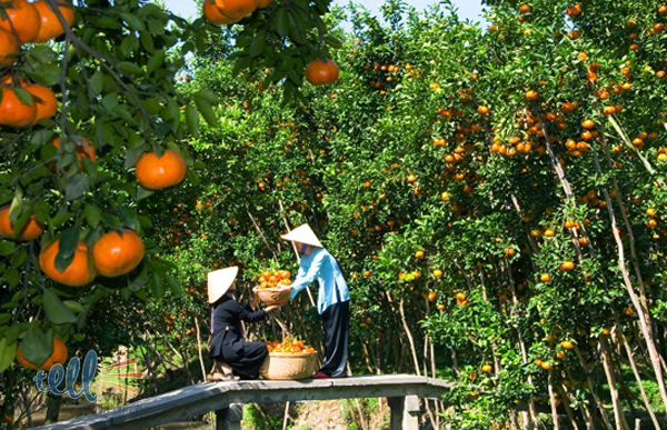 Vườn trái cây ở Cồn Quy (Ảnh: ST)