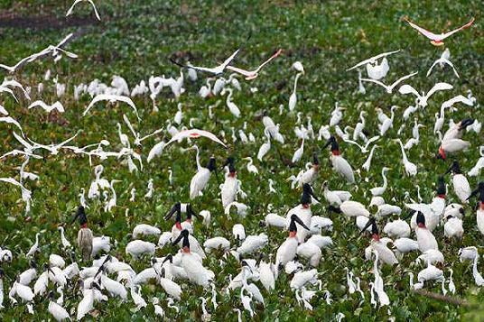 Các tour du lịch cần thơ ngắm đàn cò Bằng Lăng (nguồn sưu tầm)