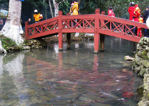 Suối cá Thần Cẩm Lương Thanh Hóa