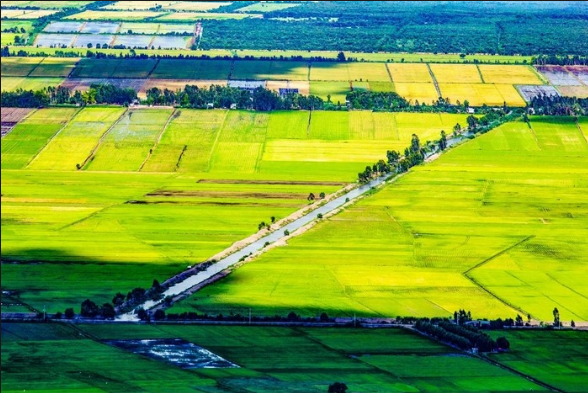 cánh đồng Tà Pạ