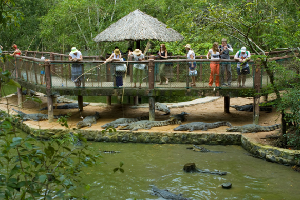 Câu cá sấu Câu cá sấu
