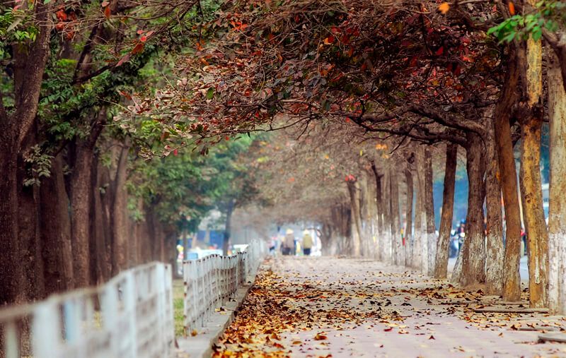 đường kim mã