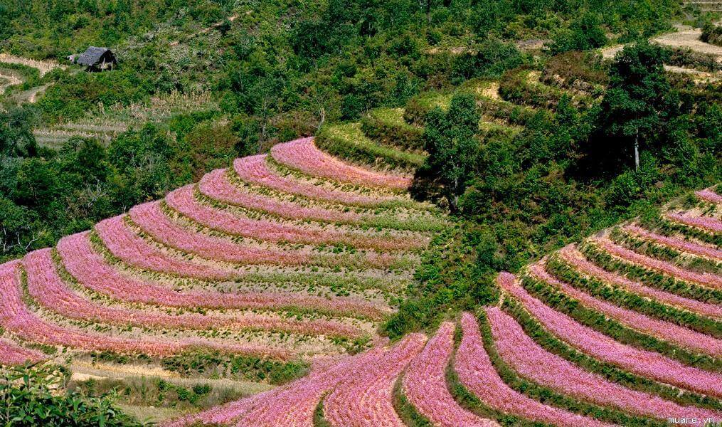 du lịch hà giang ngắm hoa tam giác mạch