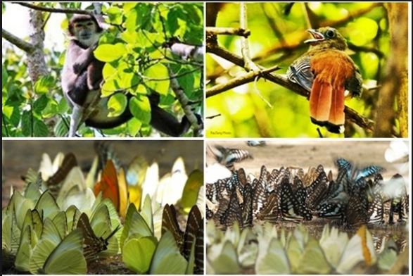Ngắm nhìn những con thú hoang dã : Lợn rừng, nai , nhím, chồn , bò tót… Ngắm nhìn những con thú hoang dã : Lợn rừng, nai , nhím, chồn , bò tót…