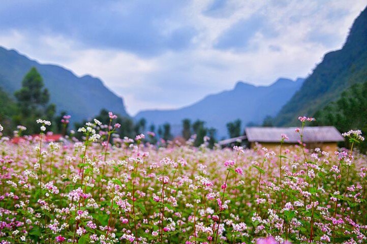 hoa tam giác mạch hà giang