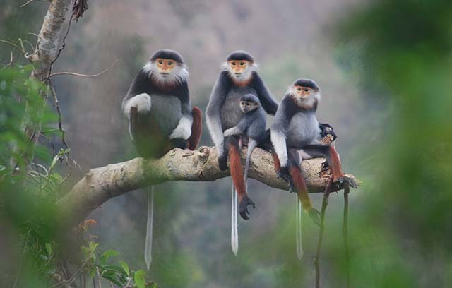 Ngắm Voọc chà và chân nâu