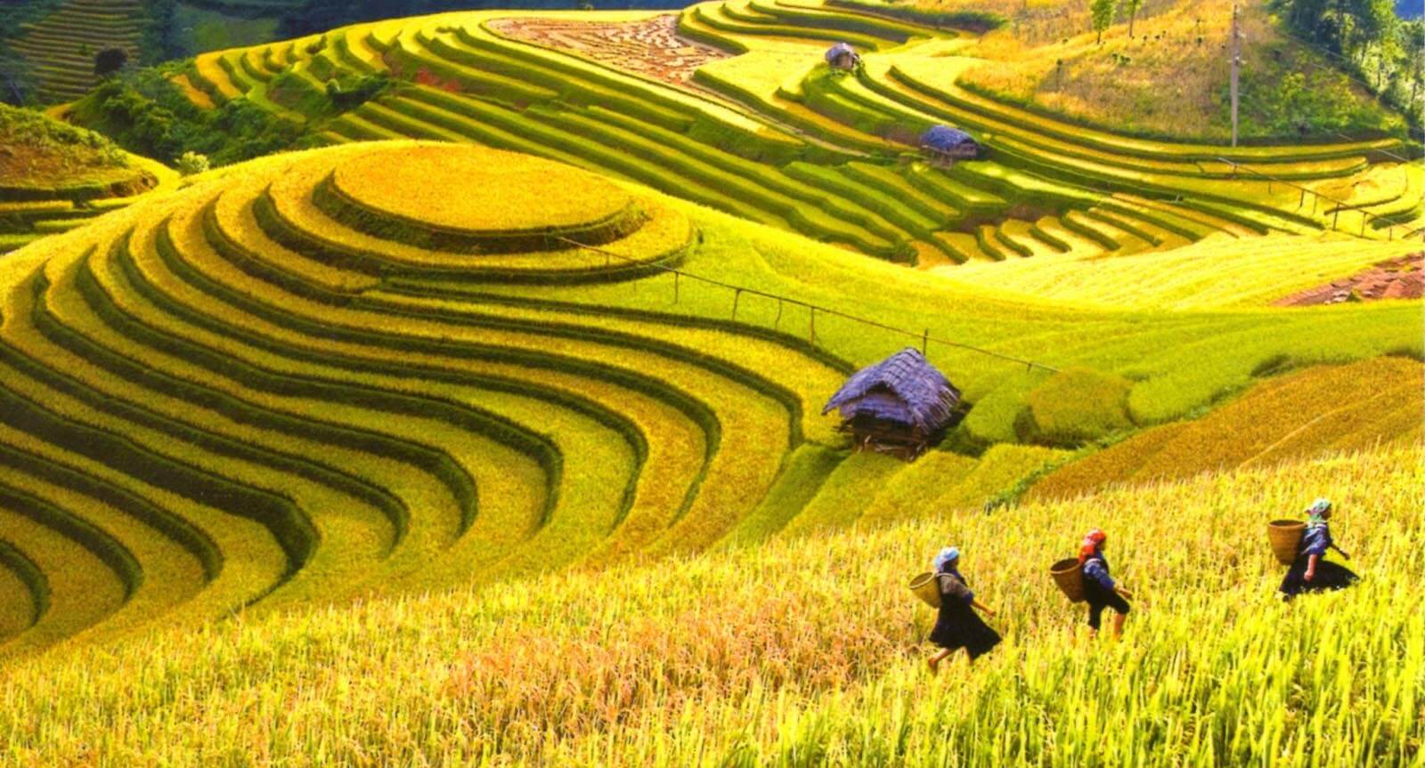 ruộng bậc thang Hoàng Su Phì