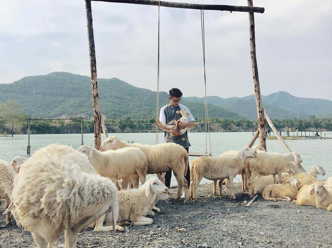 Chụp ảnh cùng đàn cừu dễ thương (Ảnh: ST)