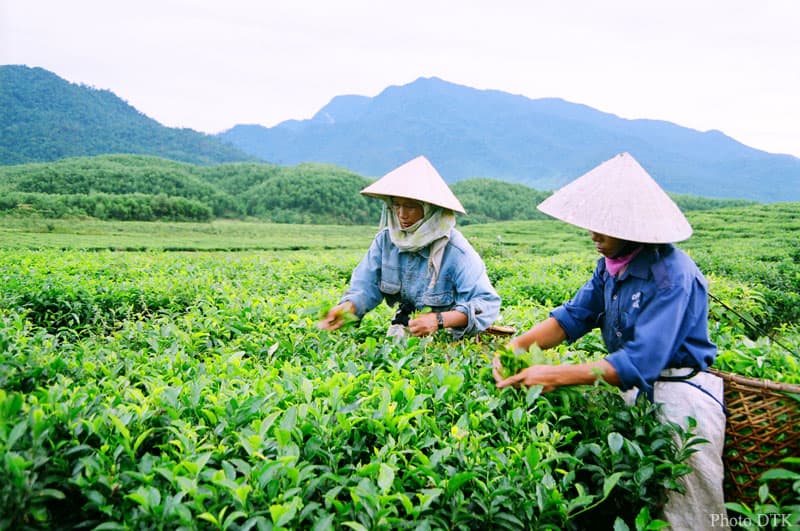 Người hái là chè ở đồi chè đông giang Mua chè tại những cơ sở bán hàng của người dân (Ảnh: ST)