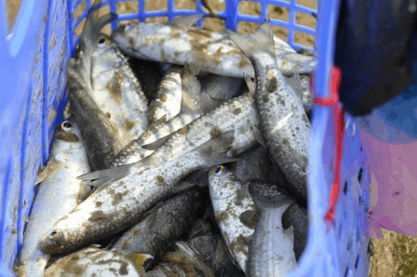 Mua cá tươi sống khi thuyền vừa cập bến