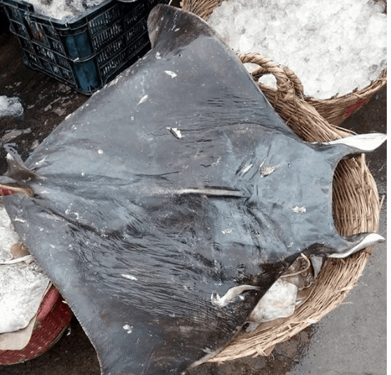 Con cá đuối tươi ngon tại chợ Bến Đá