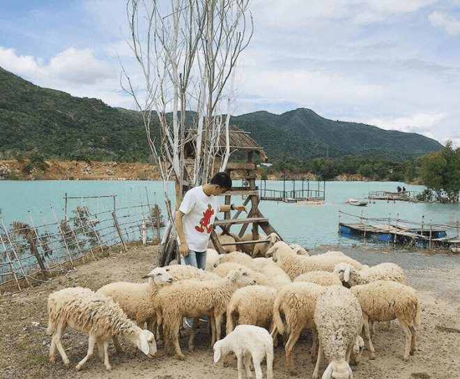 Chụp ảnh với cừu Chụp ảnh với cừu