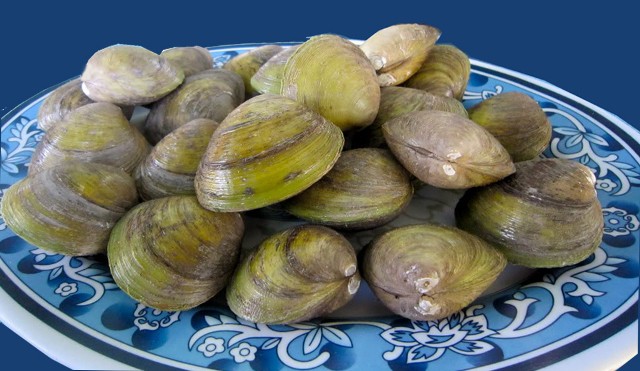Con dộp (Ảnh: ST) Con dộp (Ảnh: ST)