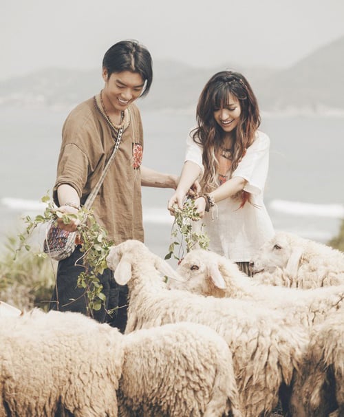 Cho cừu ăn tại đồi (Ảnh: ST)