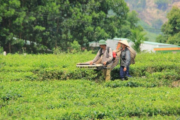 Thu hoạch chè tại Đông Giang (Ảnh ST)