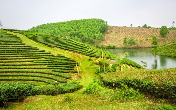 Trên các đảo chè còn có những túp lều nhỏ xinh để du khách nghỉ chân Trên các đảo chè còn có những túp lều nhỏ xinh để du khách nghỉ chân