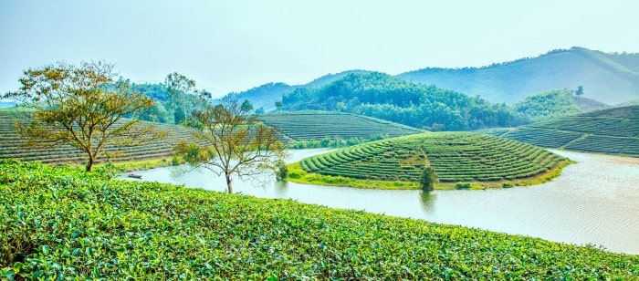Đồi chè Thanh Chương với vẻ đẹp đậm chất nên thơ Đồi chè Thanh Chương với vẻ đẹp đậm chất nên thơ