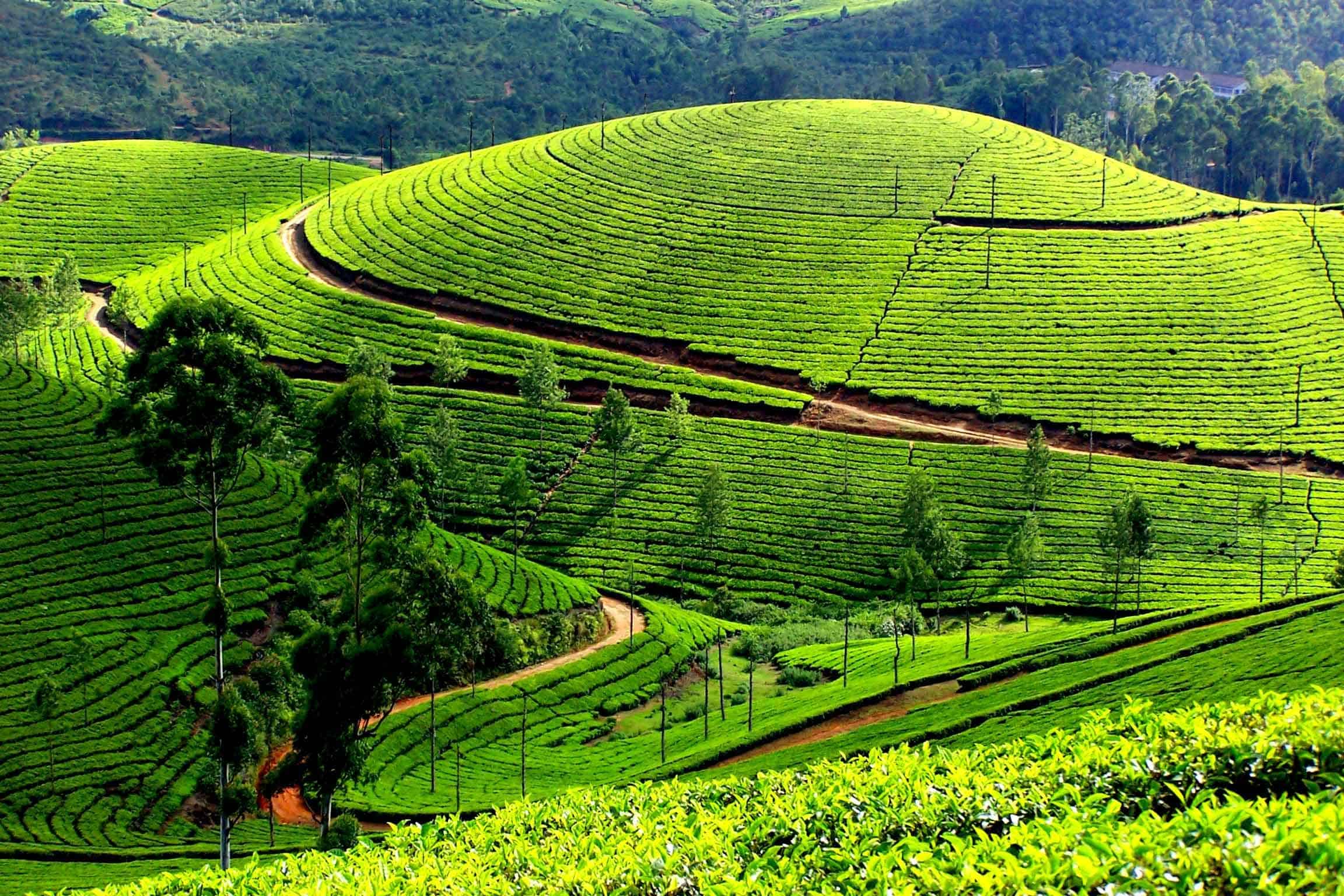 Đồi chè Thanh Chương Đồi chè Thanh Chương