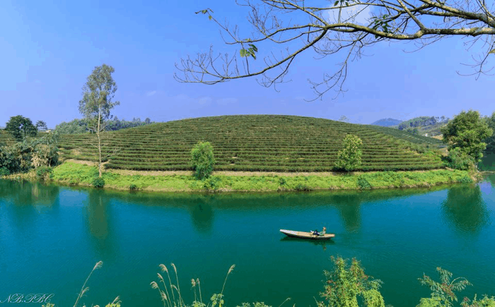 Những chiếc thuyền nhỏ đưa du khách ngắm đồi chè Thanh Chương Những chiếc thuyền nhỏ đưa du khách ngắm đồi chè Thanh Chương