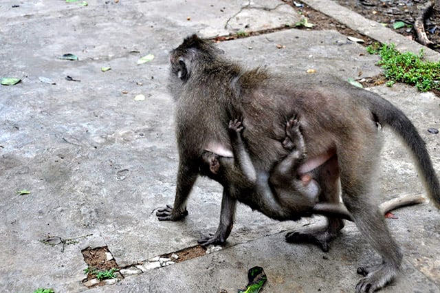 Khỉ mẹ địu con (Ảnh: ST)