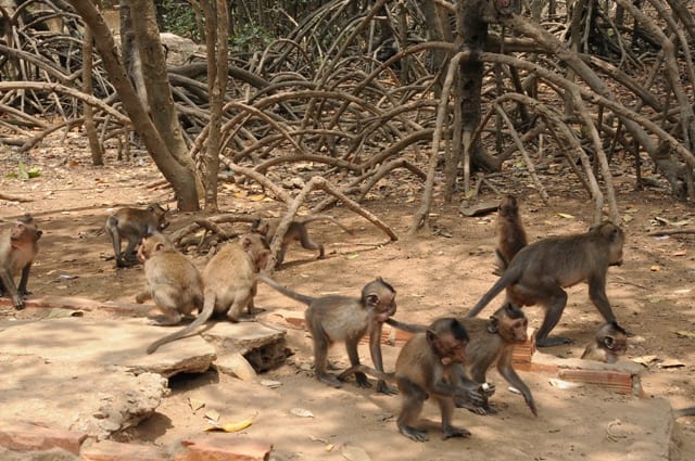 TOUR DU LỊCH HẠ LONG