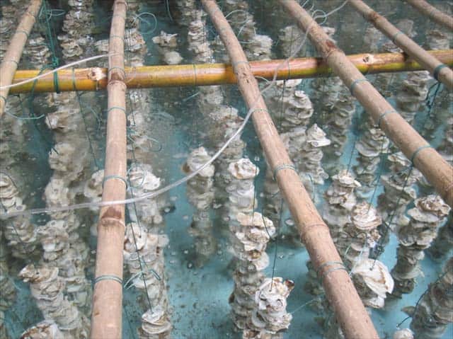 Kỹ thuật nuôi Hàu năng suất cao (Ảnh: ST) Kỹ thuật nuôi Hàu năng suất cao (Ảnh: ST)