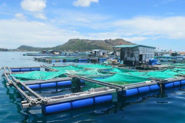 Lồng bè nuôi cá (Ảnh: ST) Lồng bè nuôi cá (Ảnh: ST)