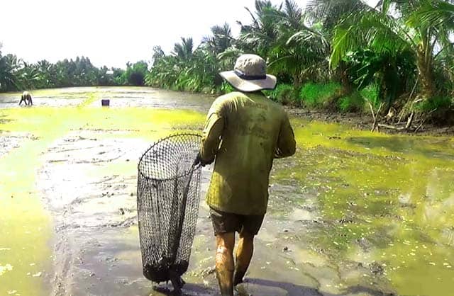 Mùa tát cá đồng (Ảnh: ST)