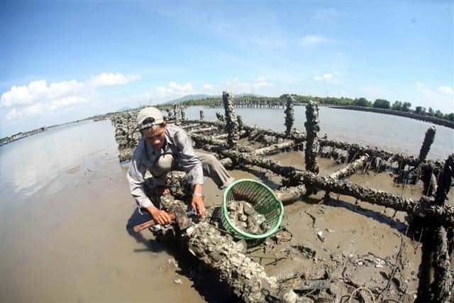 Nghề nuôi hàu làng bè Long Sơn (Ảnh: ST) Nghề nuôi hàu làng bè Long Sơn (Ảnh: ST)