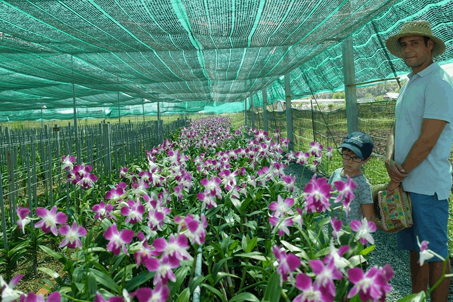 Hoa nông trang xanh ở Củ Chi Hoa nông trang xanh ở Củ Chi