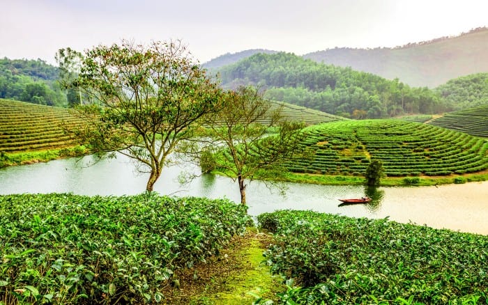 Đồi chè Thanh Chương với những búp tươi non mơn mởn Đồi chè Thanh Chương với những búp tươi non mơn mởn