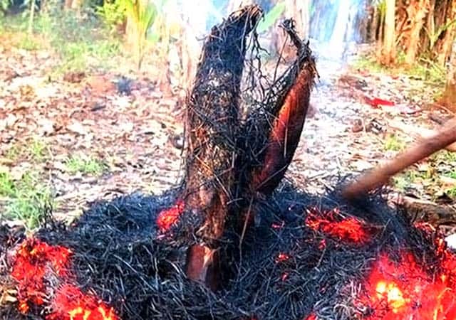 Hình ảnh ủ cá trong tro hồng (Ảnh: ST)