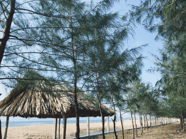 Rừng dương xanh mát rì rào trong gió Rừng dương xanh mát rì rào trong gió