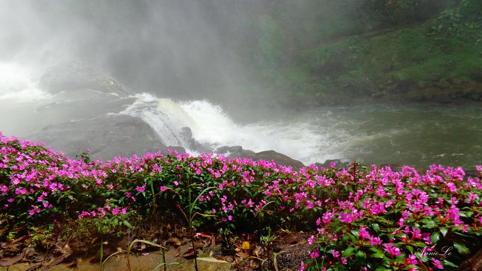 Những khóm hoa mọc ở chân Thác Dam'bri Những khóm hoa mọc ở chân Thác Dam'bri