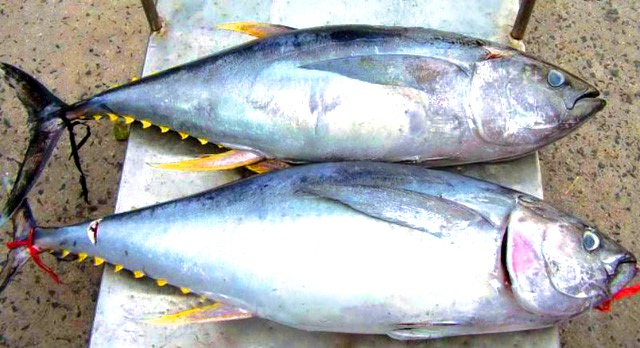 Cá Ngừ - đảo Cồn Cỏ Cá Ngừ - đảo Cồn Cỏ