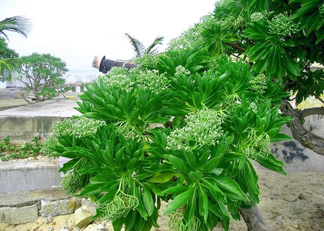 Cây Phong ba mọc ven bờ Cồn Cỏ Cây Phong ba mọc ven bờ Cồn Cỏ