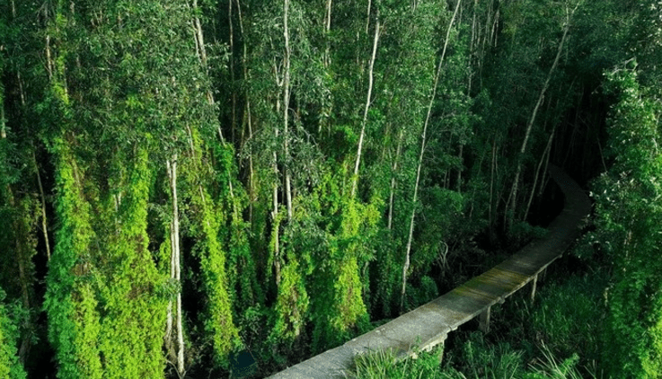 Địa điểm đi du lịch thú vị độc đáo của các bạn trẻ - rừng tràm Tân Lập