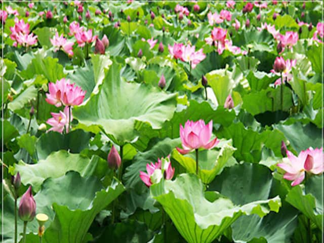 Khu di tích lịch sử Kim Liên 01