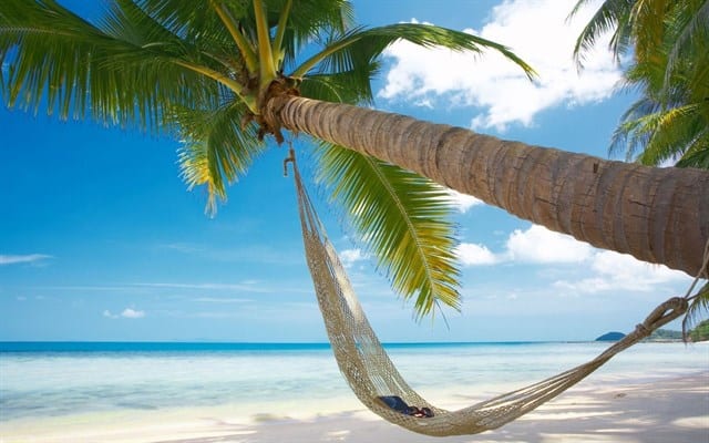 Tận hưởng buổi sáng trong lành dưới bóng mát hàng dừa xanh Tận hưởng buổi sáng trong lành dưới bóng mát hàng dừa xanh
