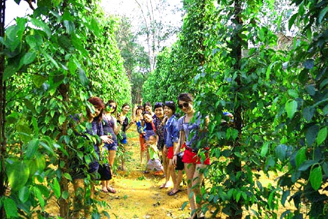 Kết quả hình ảnh cho vưá»n tiêu